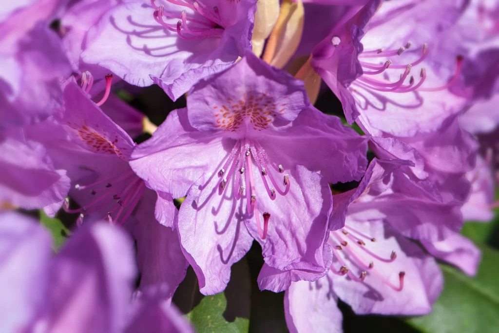 Purple Rhododendron Petals Blooming cool Sunlight