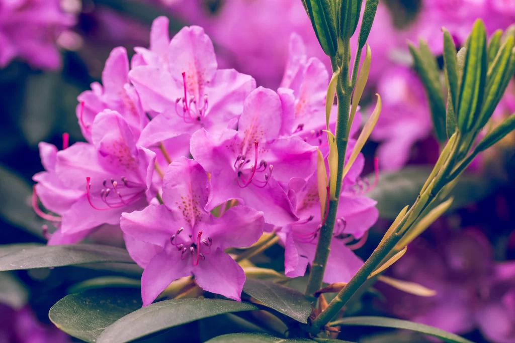 Purple Rhododendron Petals Blooming Green warm Leaves