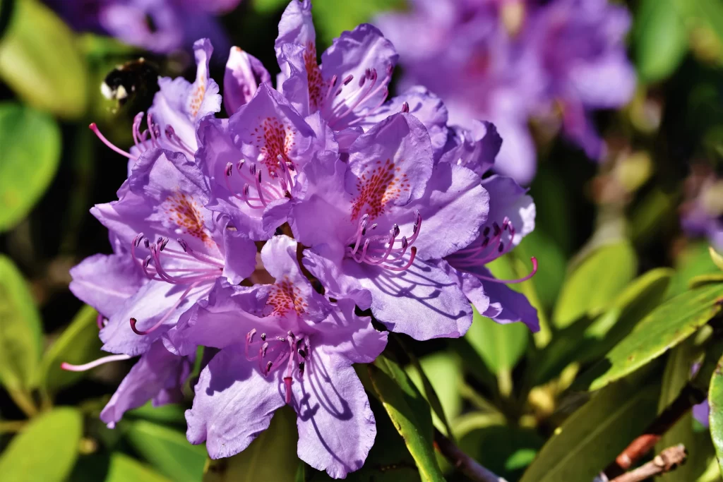 Purple Rhododendron Petals Green gray Leaves
