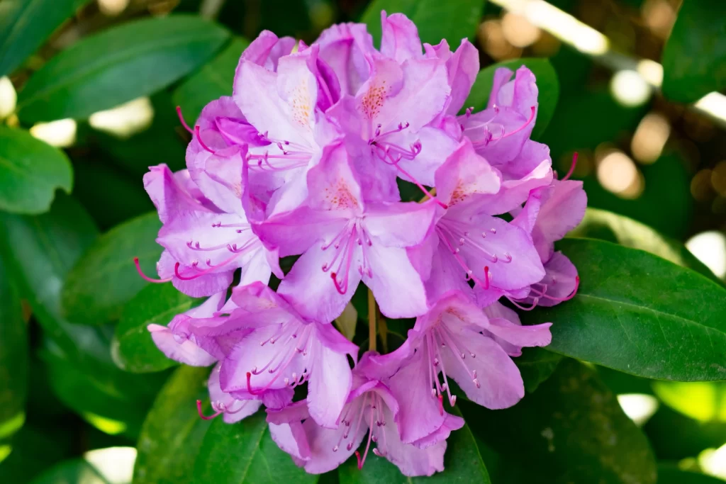 Purple Rhododendron Petals Blooming Green gray Leaves