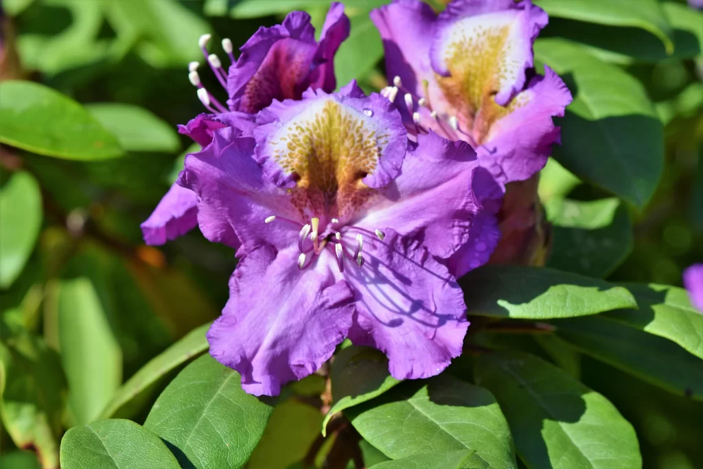 Purple Rhododendron Petals Yellow Spots Green gray Leaves