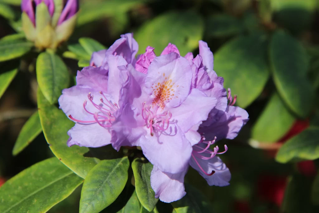 Purple Rhododendron Petals Blooming Green gray Leaves