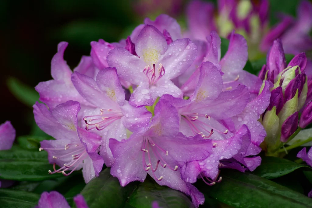 Purple Rhododendron Petals Dewdrops Green gray Leaves