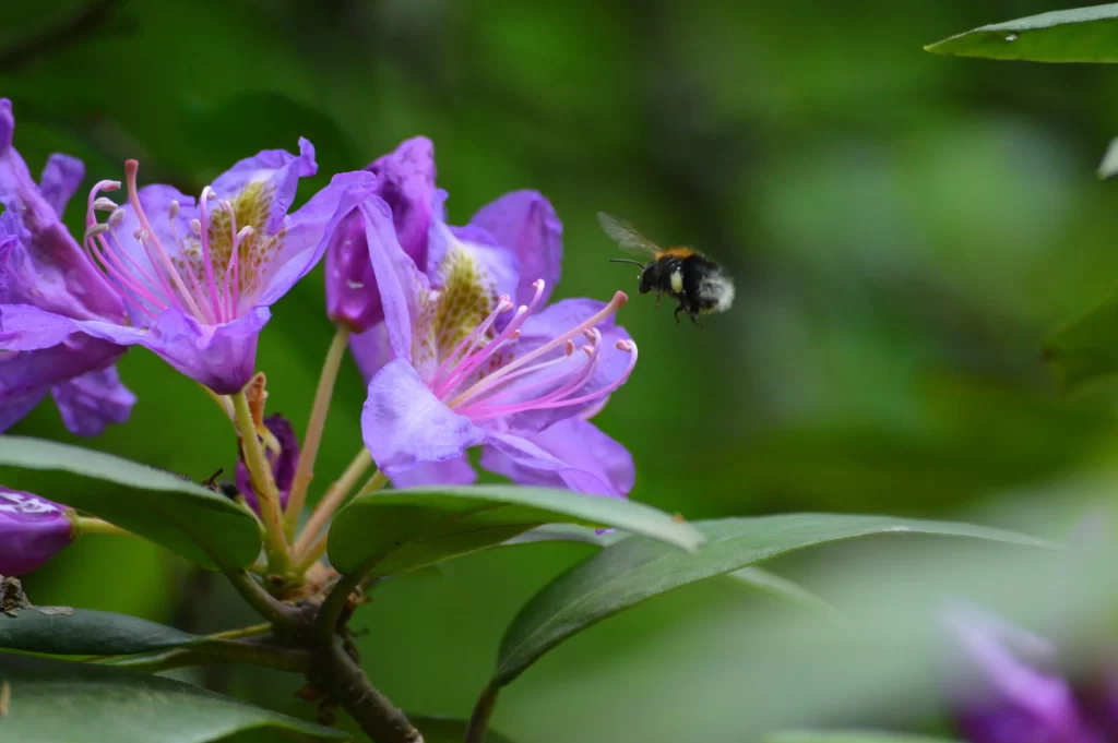 Purple Rhododendron Petals Bee Green Background
