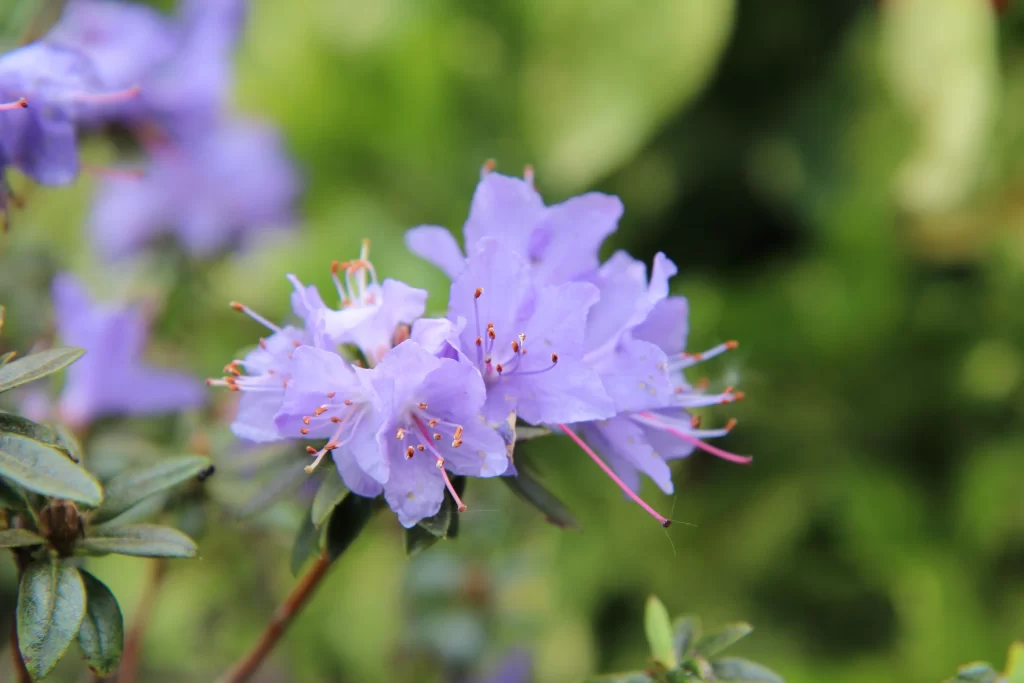 Purple Rhododendron Petals Stamen Greenery