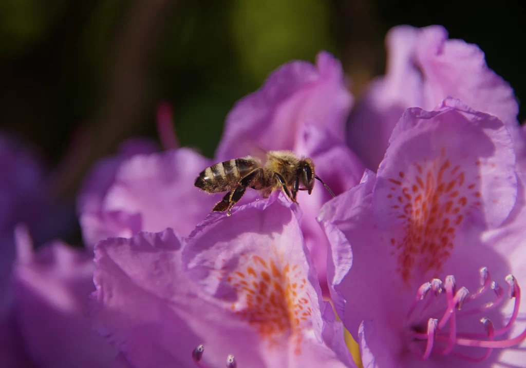 Purple Rhododendron Petals Orange Speckles Bee