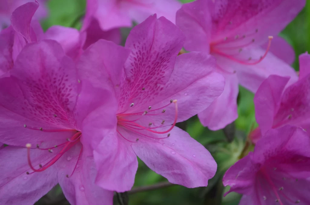 Purple Rhododendron Petals Stamen Dewdrops
