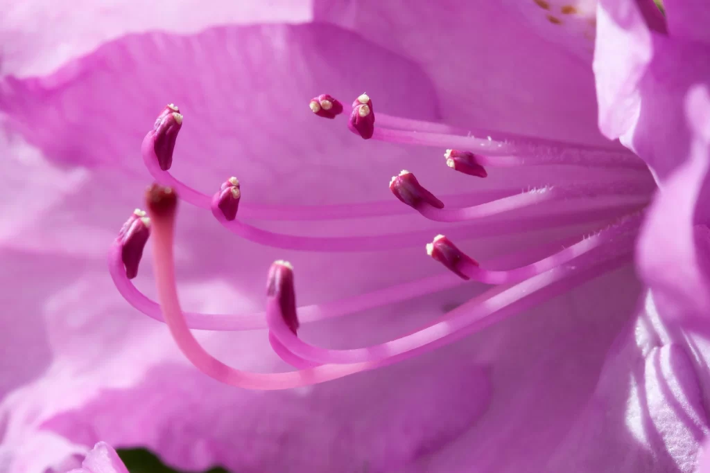 Purple Rhododendron Stamen Petals Curve