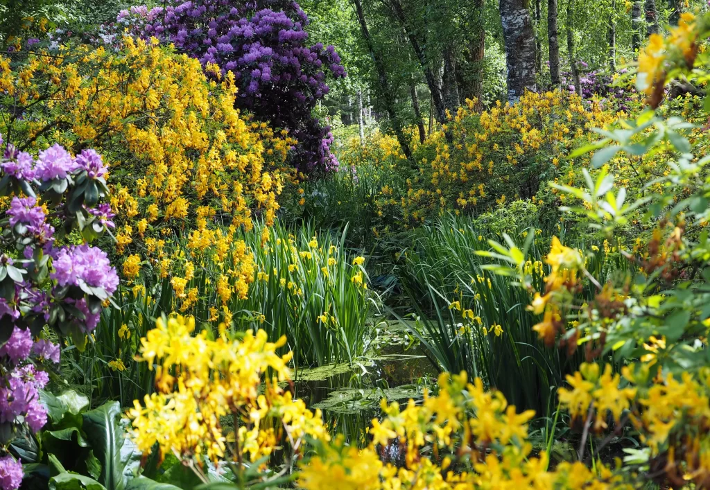 Purple Rhododendron Yellow Blooms Dense Foliage Sunlit