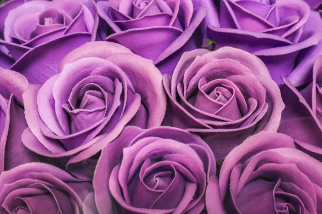 Purple Rose Petals Soft Focus