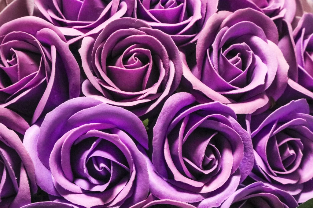 Purple Rose Petals Violet Bloom