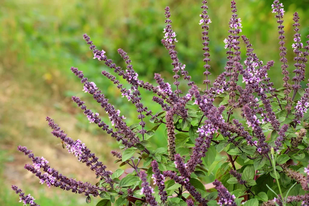 Purple Salvia Flower Blooming Close Up Garden