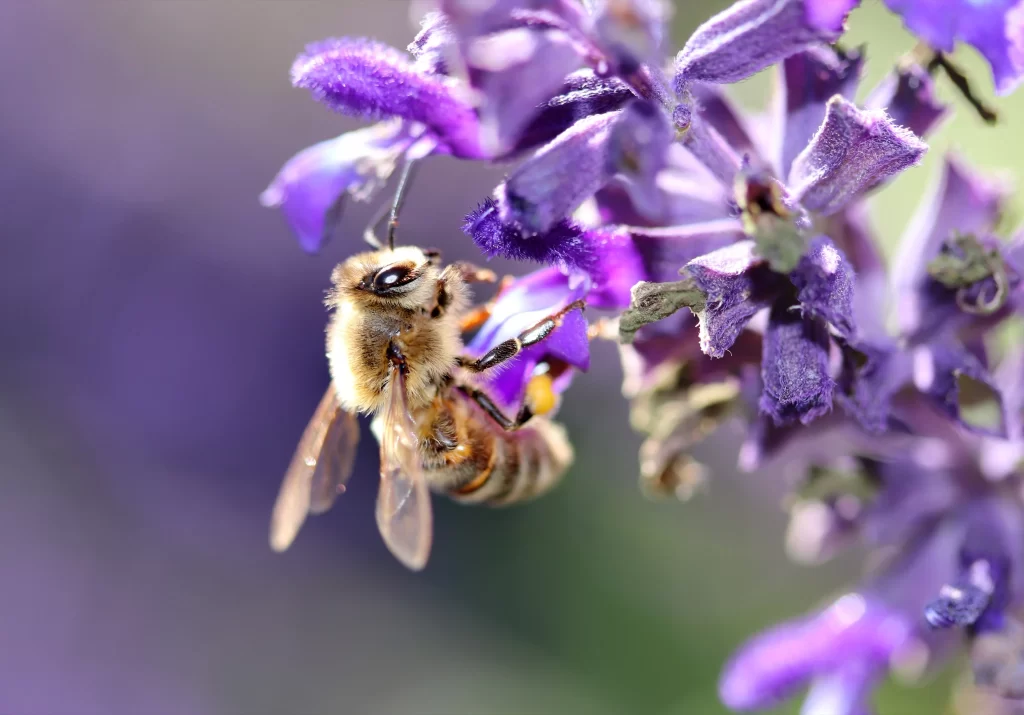 Purple Salvia Flower Close Up Garden Macro