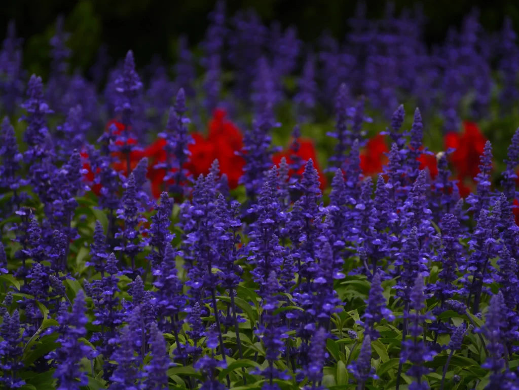 Purple Salvia Flower Close Up Garden gray Blooming
