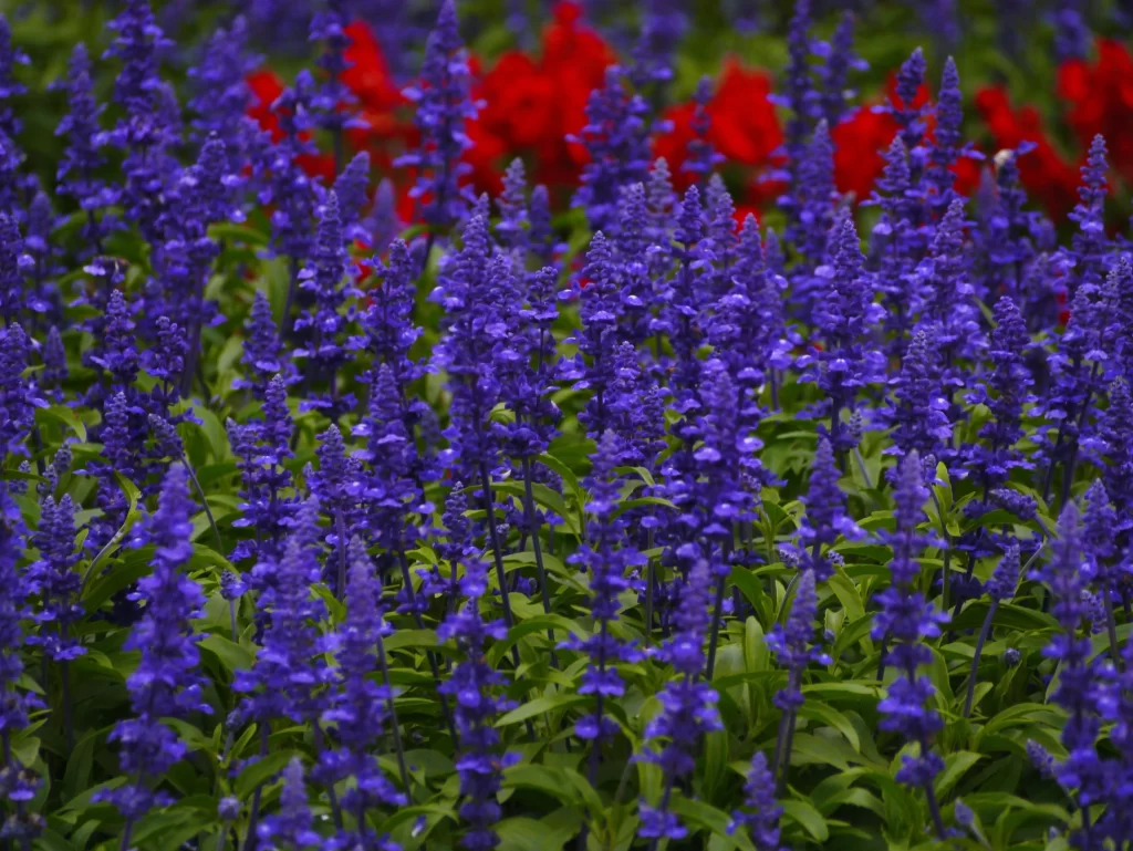 Purple Salvia Flower Close Up Garden gray Blooming