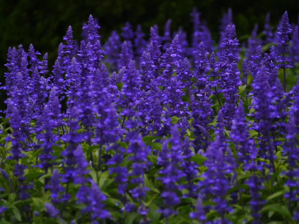 Purple Salvia Flower Close Up Garden neutral Blooming