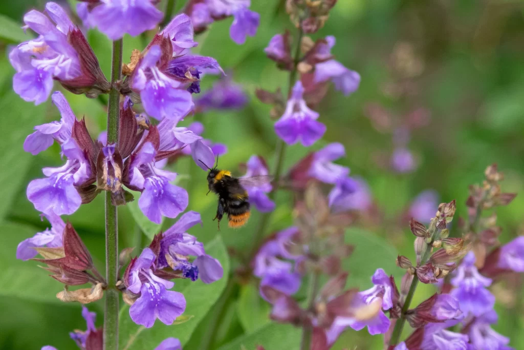Purple Salvia Flower Close Up Garden gray Macro