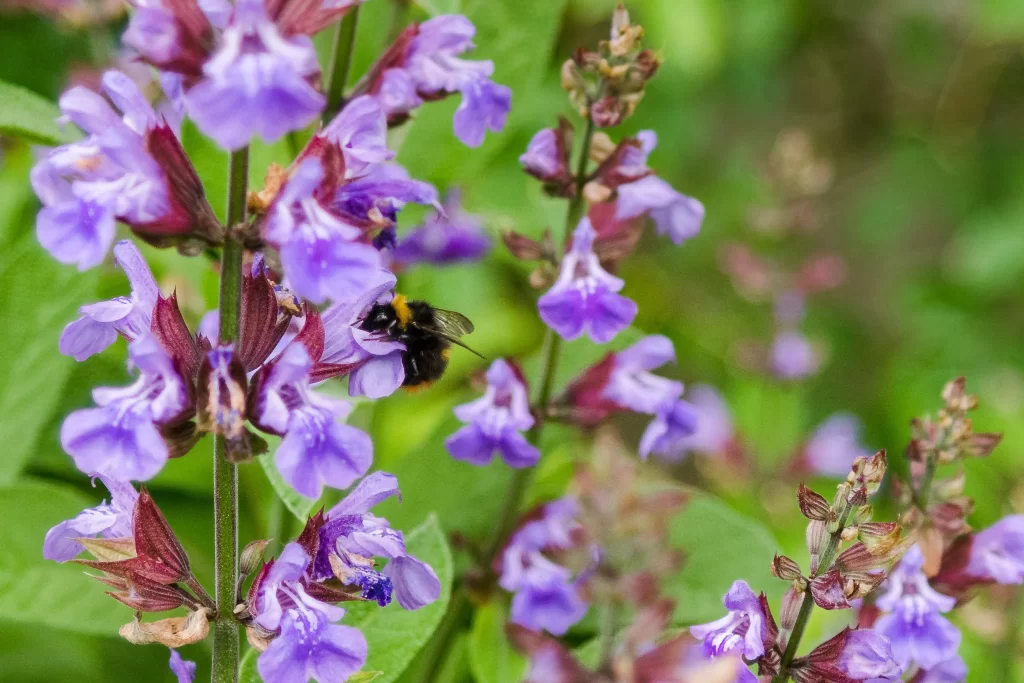 Purple Salvia Flower Close Up Garden gray Macro