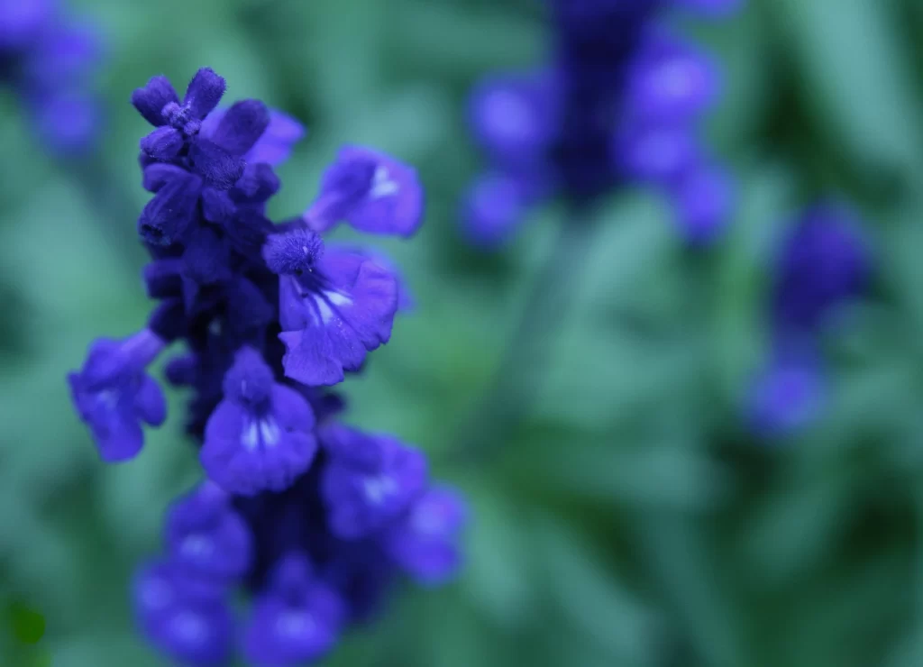 Purple Salvia Flower Close Up Garden neutral Macro