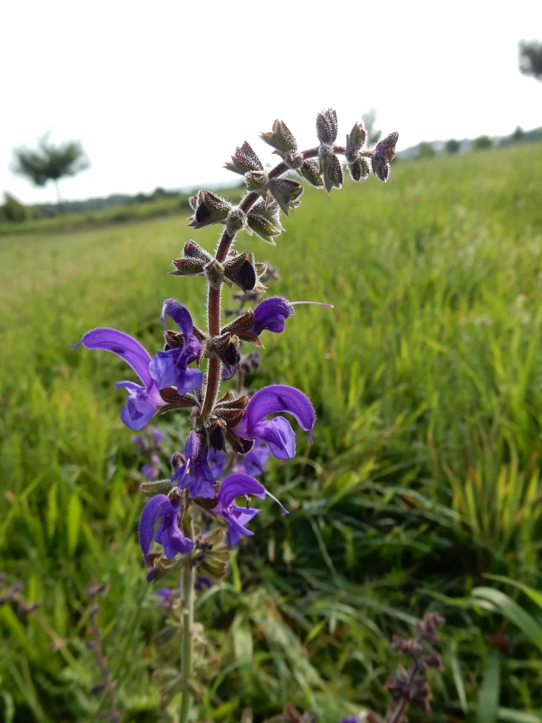 Purple Salvia Flower Close Up Garden neutral Blooming