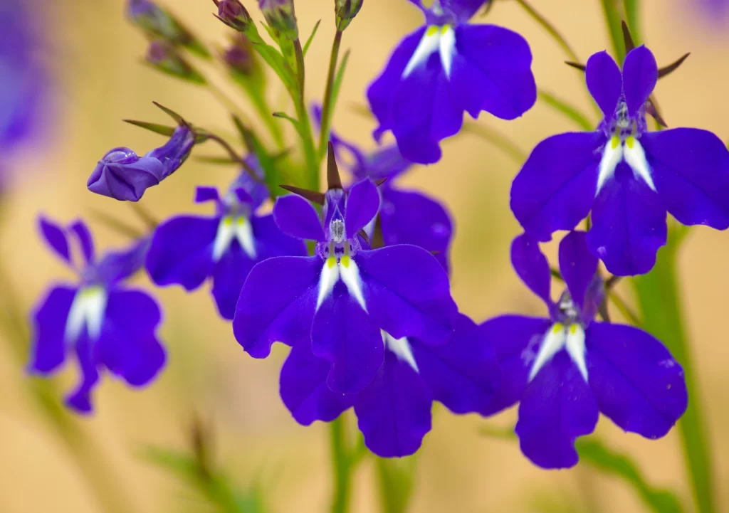 Purple Salvia Flower Close Up Garden neutral Blooming