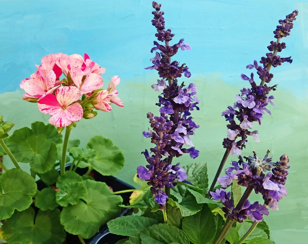 Purple Salvia Flower Close Up Garden neutral Blooming