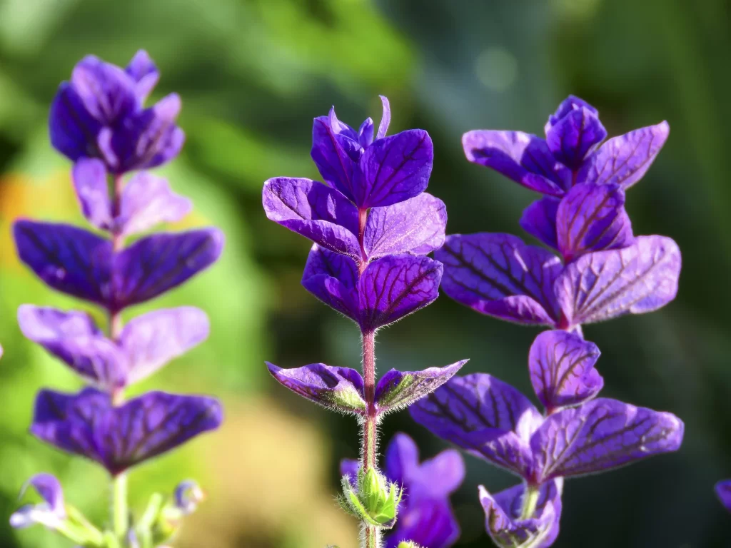 Purple Salvia Flower Close Up Garden gray Blooming