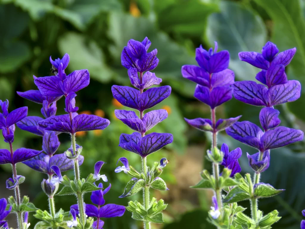 Purple Salvia Flower Close Up Garden gray Blooming