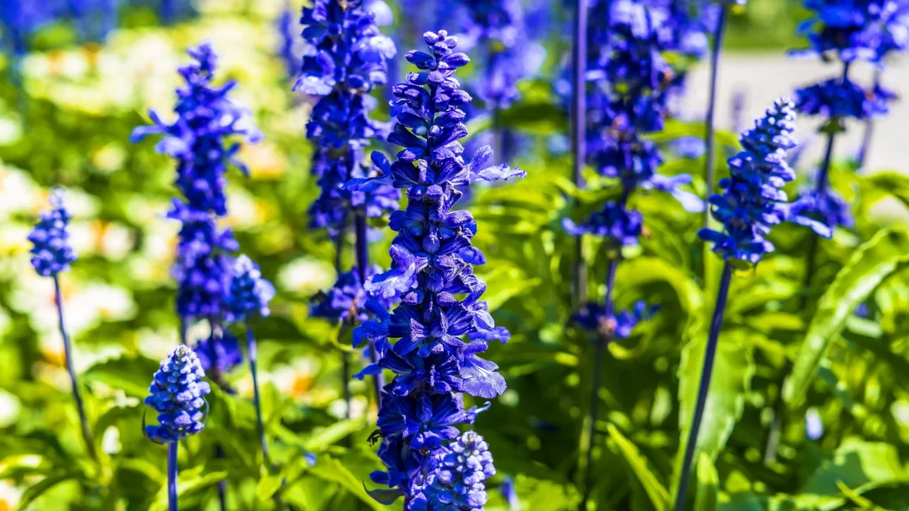Purple Salvia Flower Close Up Garden gray Blooming