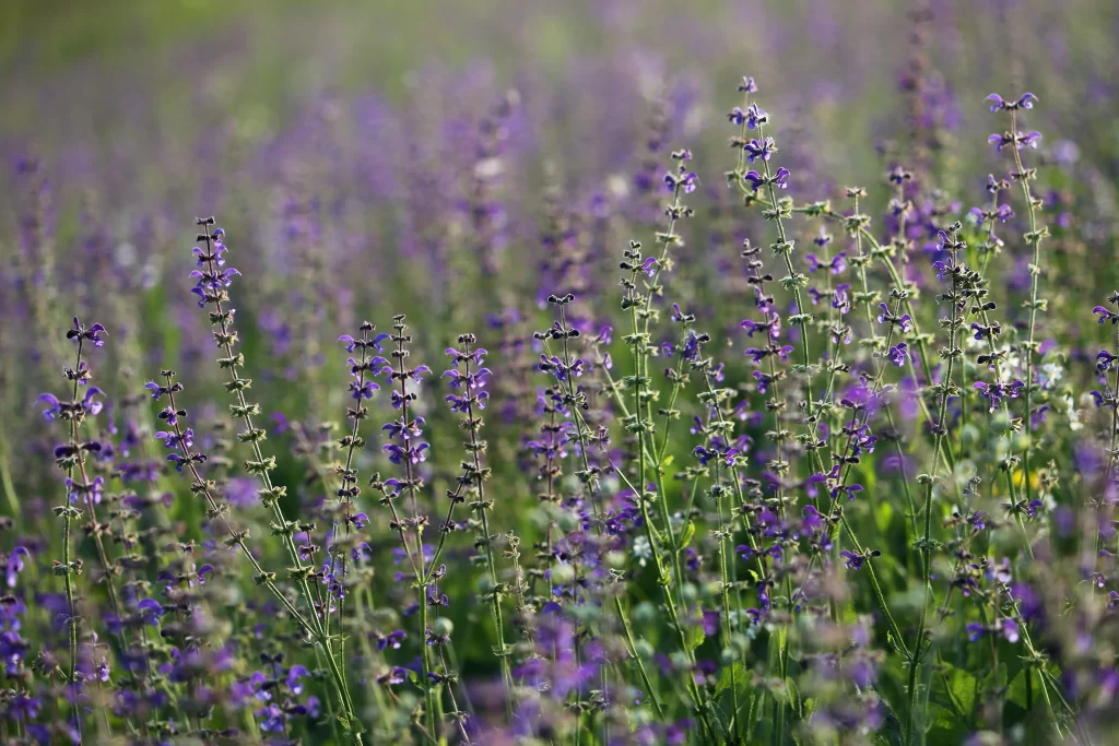 Purple Salvia Flower Close Up Garden gray Blooming