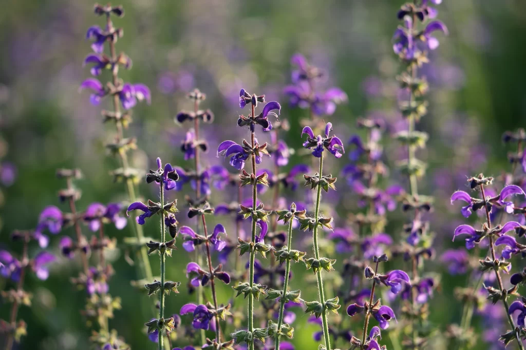 Purple Salvia Flower Close Up Garden gray Blooming