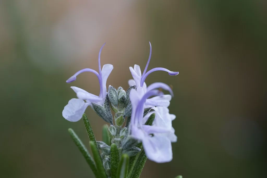 Purple Salvia Flower Close Up Garden gray Blooming