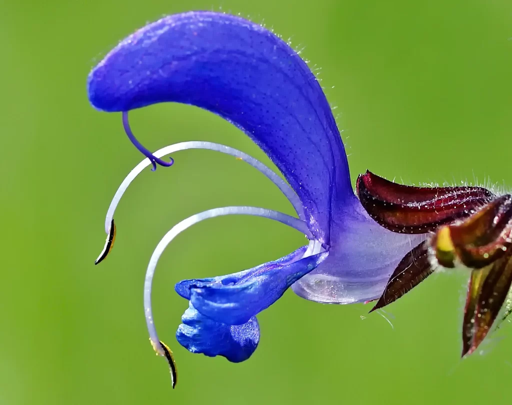 Purple Salvia Flower Close Up Garden neutral Macro