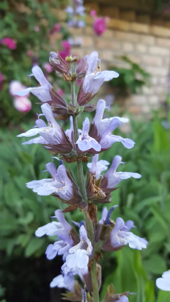 Purple Salvia Flower Close Up Garden gray Blooming