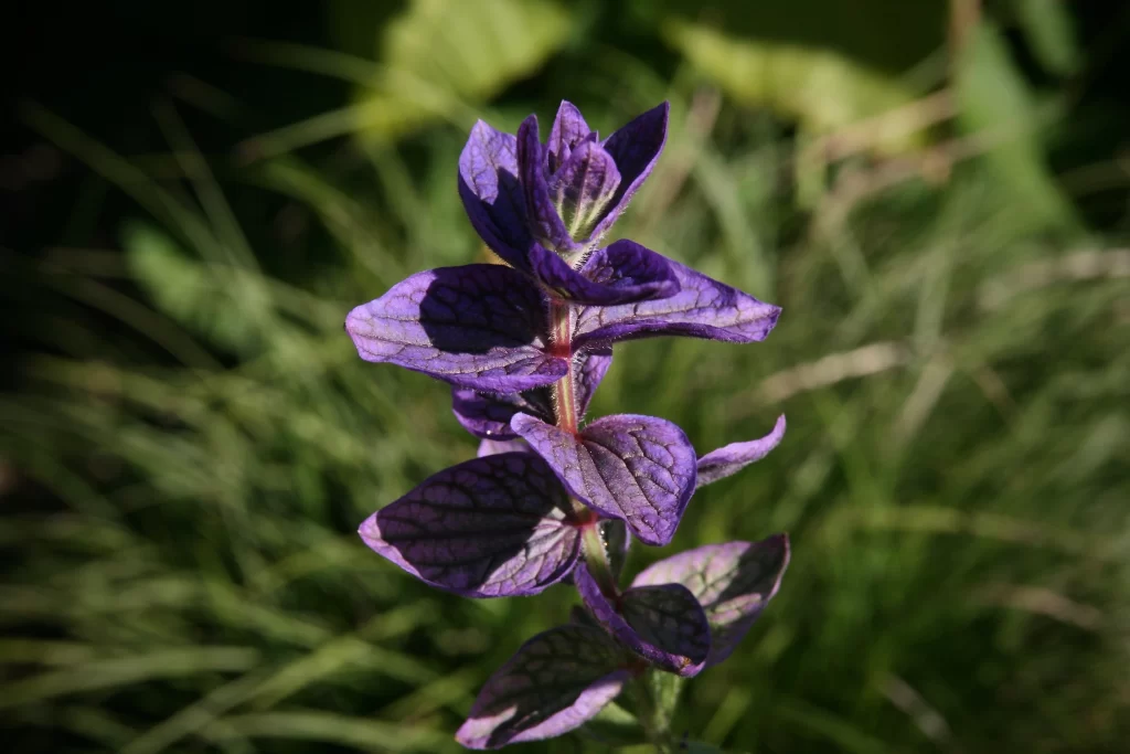 Purple Salvia Flower Close Up Garden gray Macro