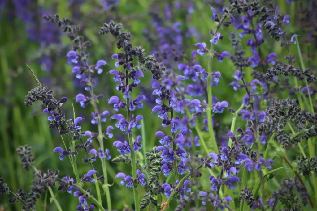 Purple Salvia Flower Close Up Garden gray Blooming