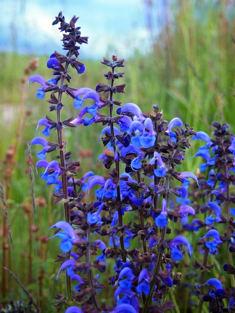 Purple Salvia Flower Close Up Garden gray Macro