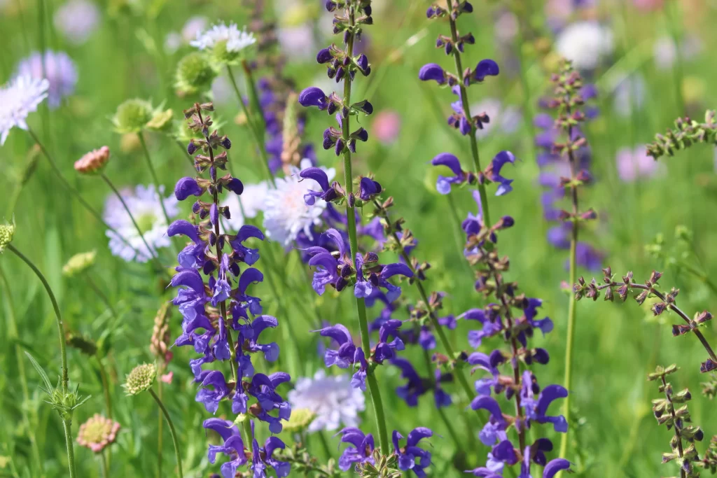 Purple Salvia Flower Close Up Garden neutral Blooming