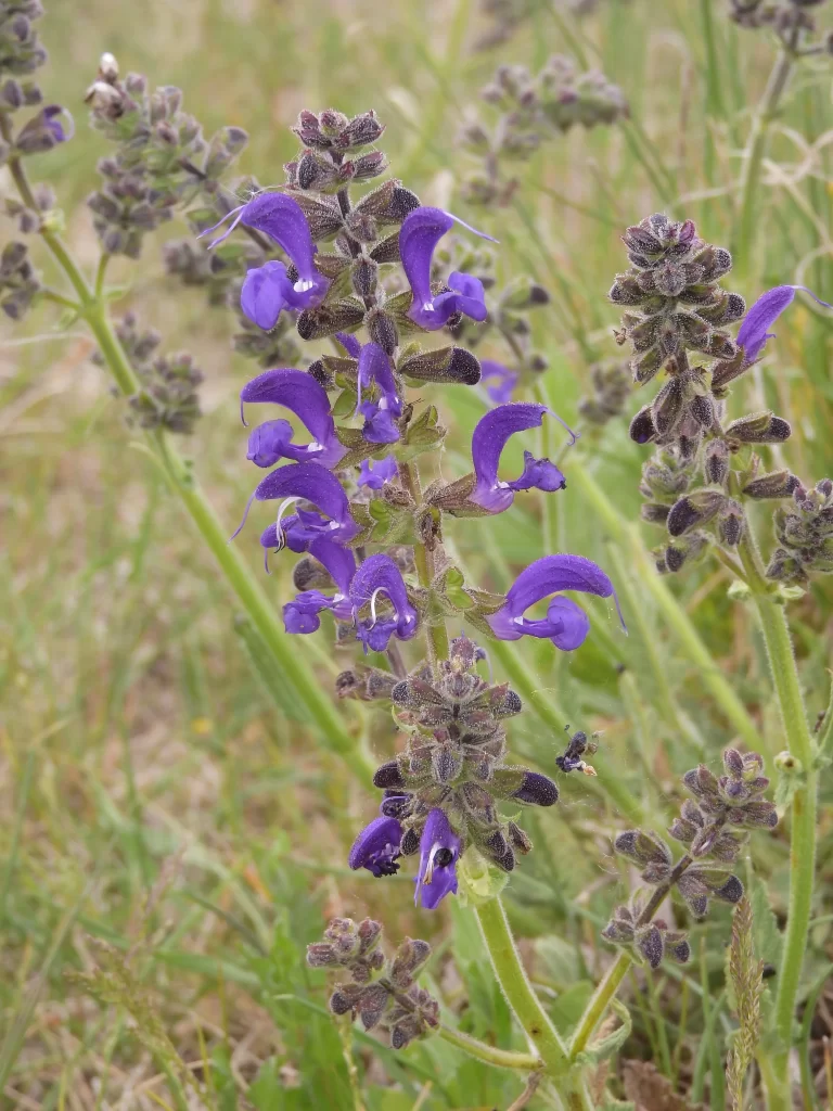 Purple Salvia Flower Close Up Garden neutral Blooming