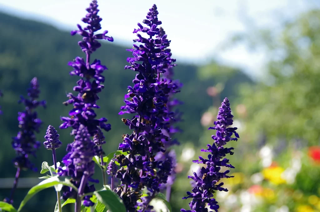 Purple Salvia Flower Close Up Garden gray Blooming