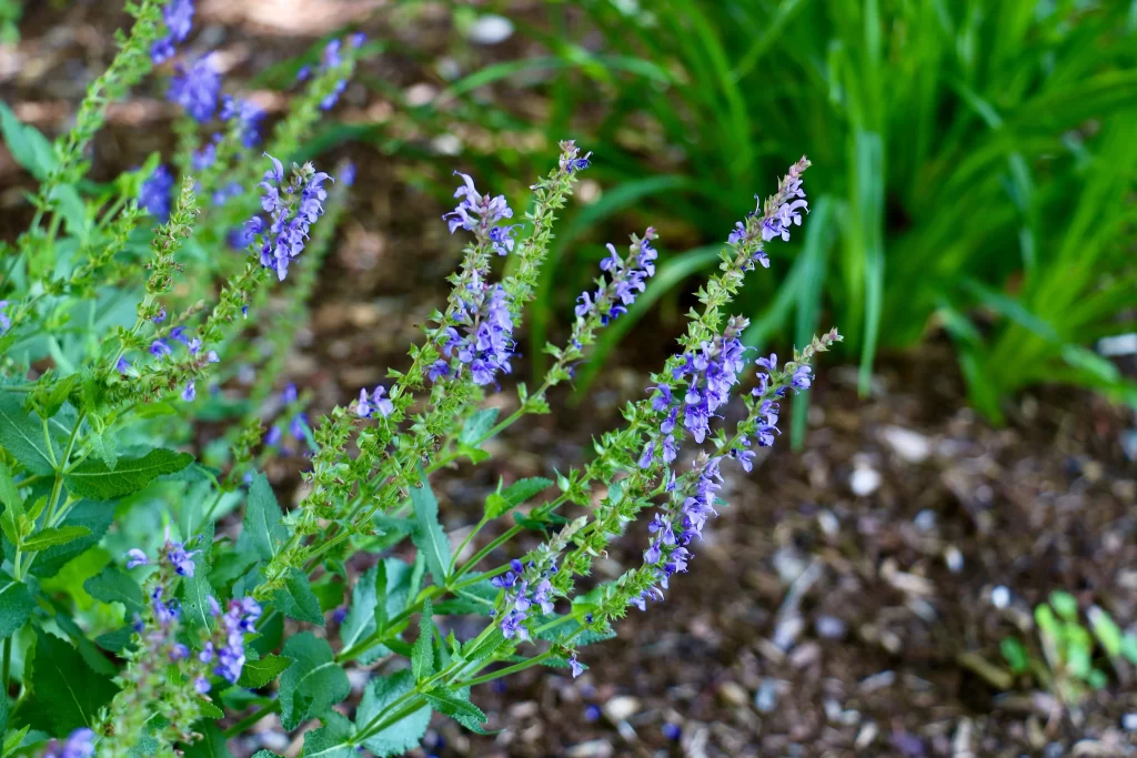 Purple Salvia Flower Close Up Garden neutral Blooming