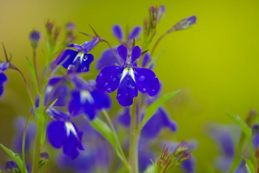 Purple Salvia Flower Close Up Garden neutral Macro