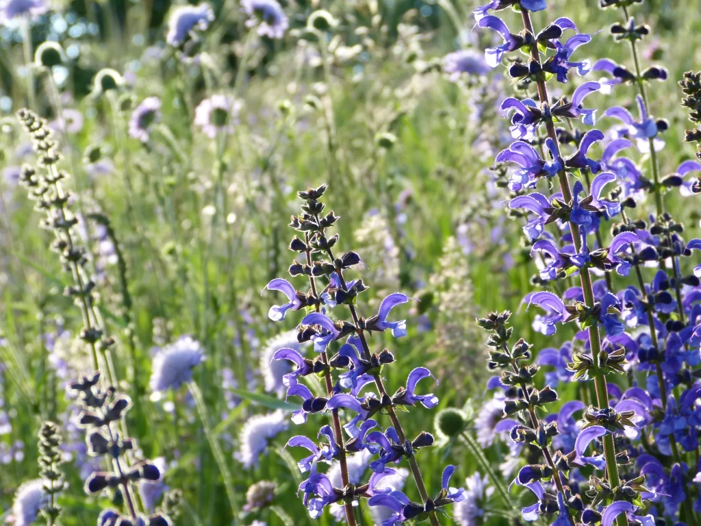 Purple Salvia Flower Close Up Garden gray Blooming