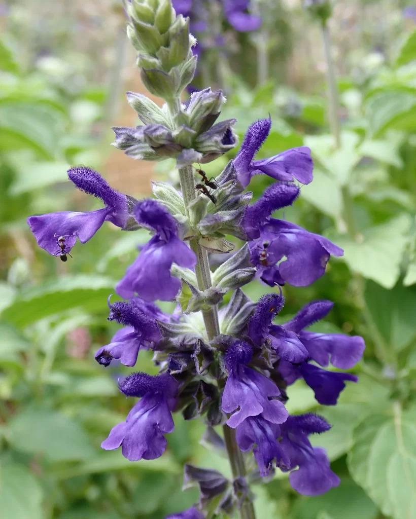 Purple Salvia Flower Close Up Garden gray Blooming