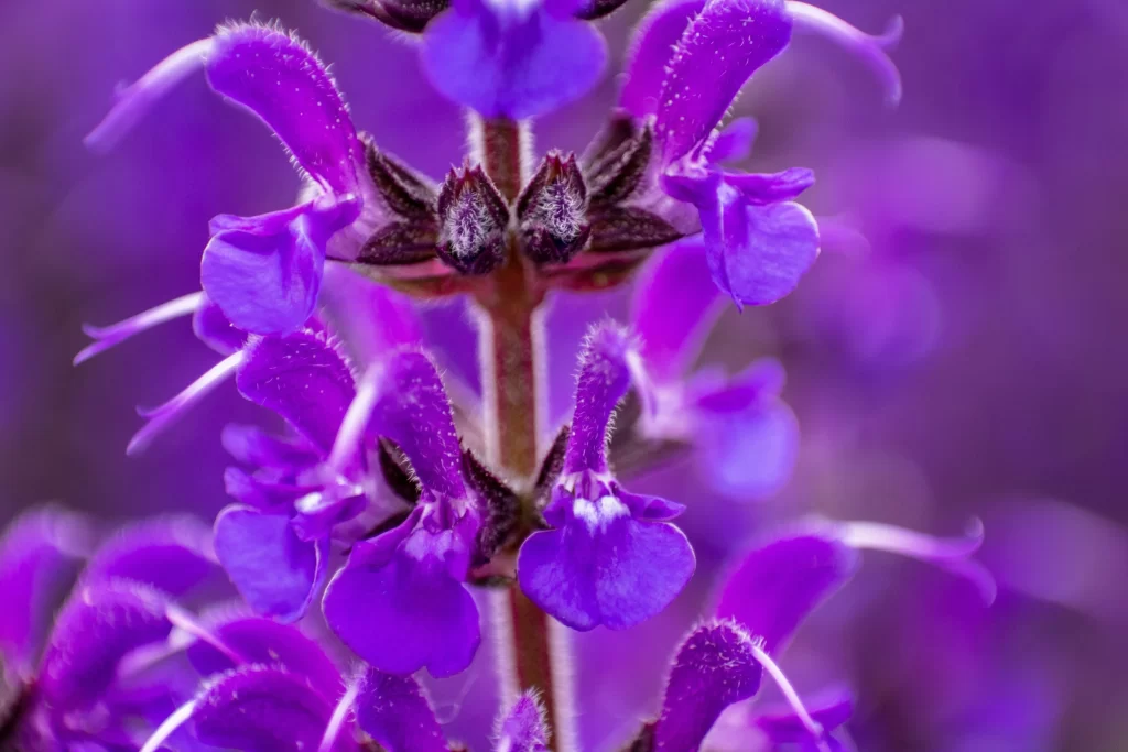 Purple Salvia Flower Close Up Garden neutral Macro