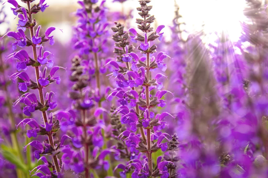 Purple Salvia Flower Close Up Garden neutral Blooming
