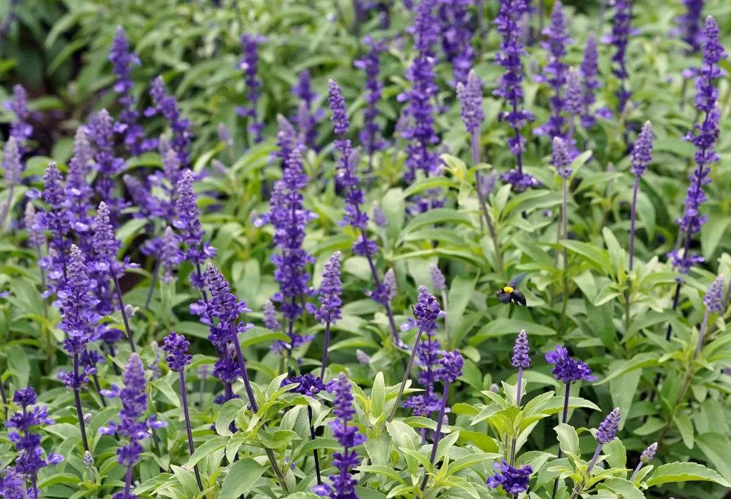 Purple Salvia Flower Close Up Garden gray Blooming