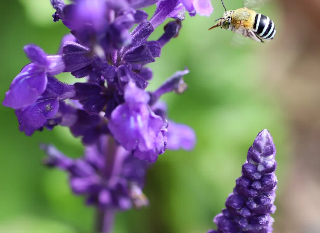 Purple Salvia Flower Close Up Garden gray Macro