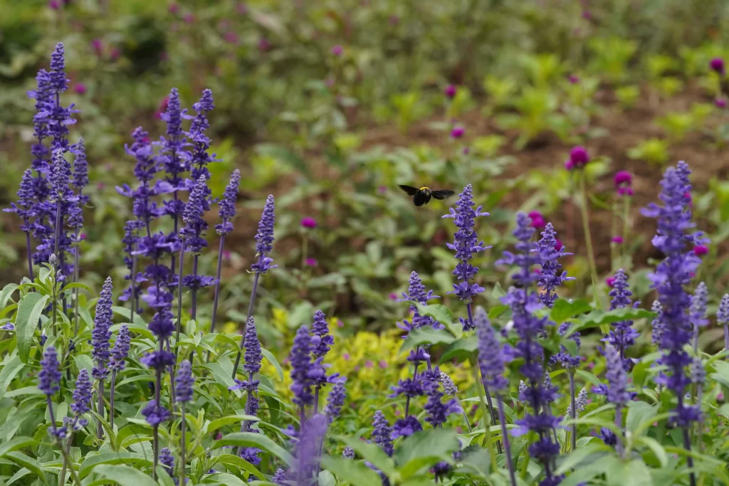 Purple Salvia Flower Close Up Garden neutral Blooming