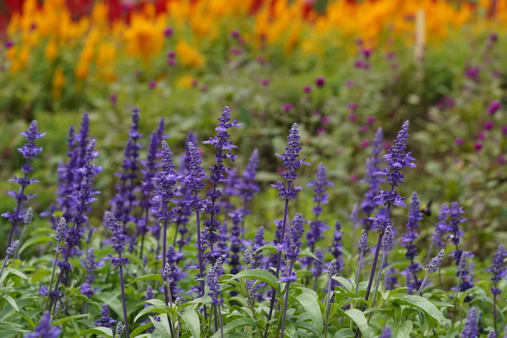 Purple Salvia Flower Close Up Garden neutral Blooming